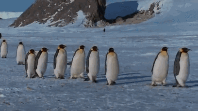帝企鹅每年交配的季节会回到他们的共同出生地(冰盖地区),产卵后先由