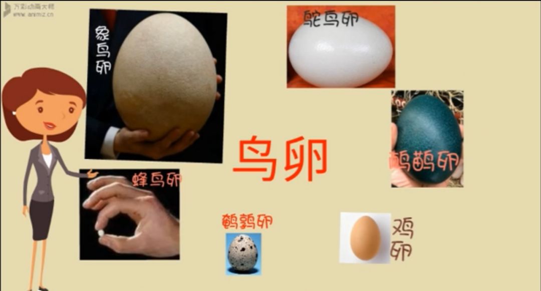 精品微課 | 初中生物:《觀察鳥卵的結構》