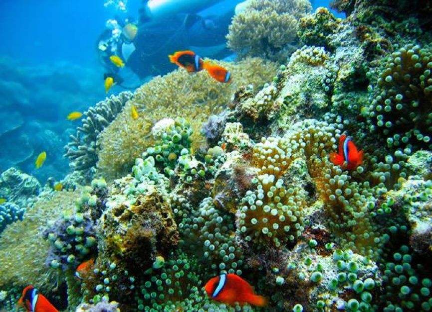 很有味道的深海热泉它是地球上另外一个生命室外桃园