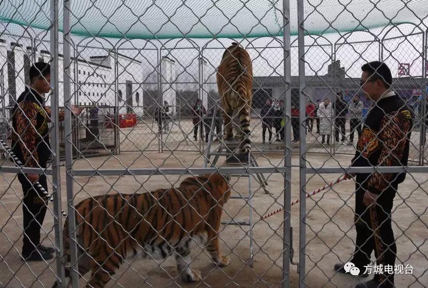 河南省最大的山体野生动物园——方城德云山风情植物园动物园开园啦