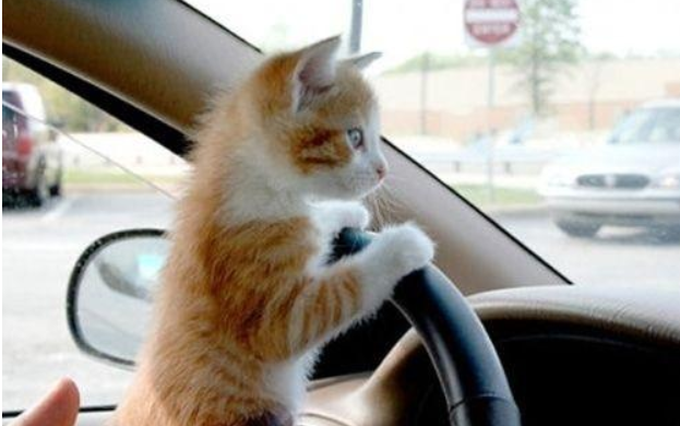 开车带猫咪回老家攻略值得你收藏