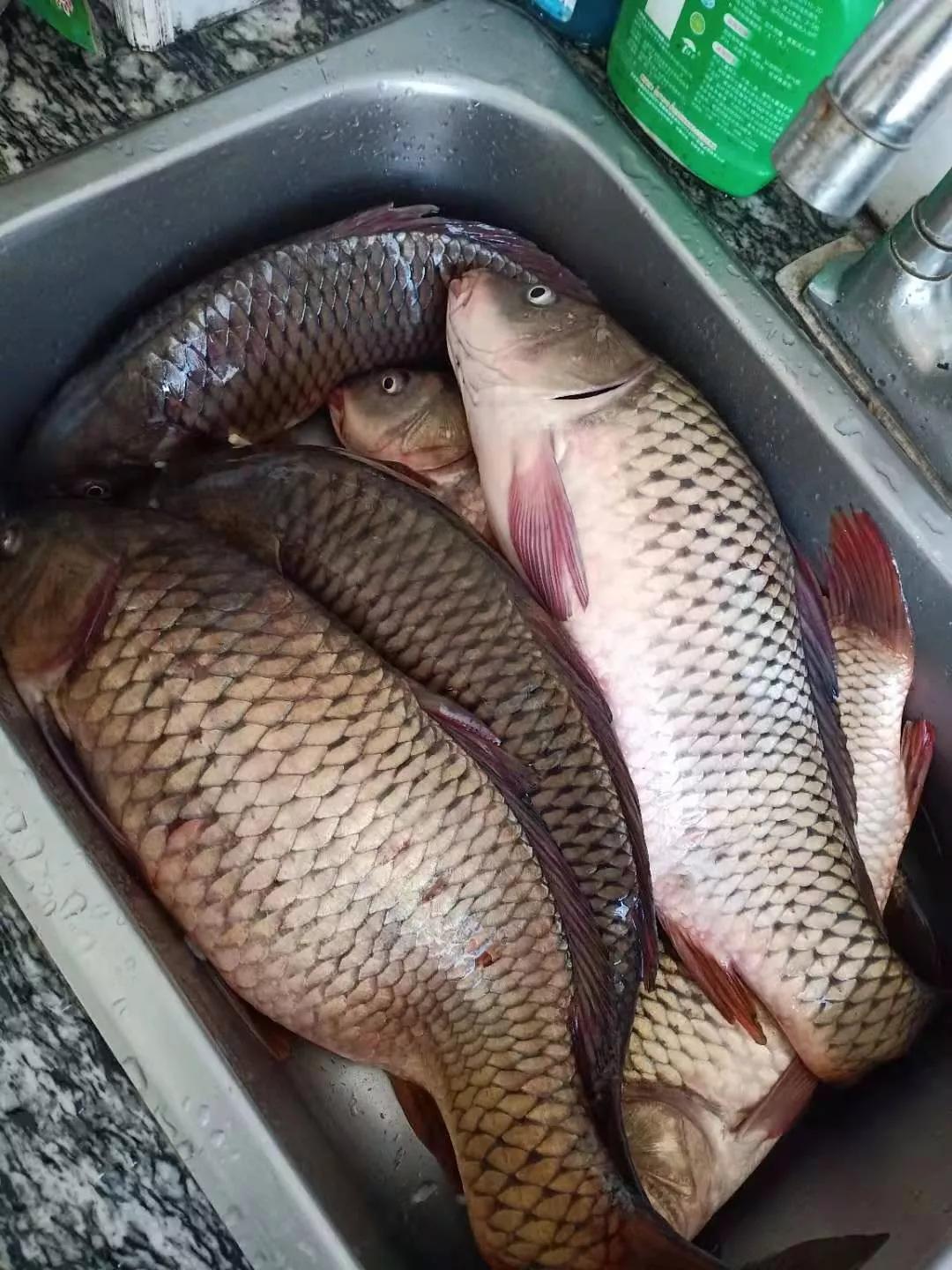 我在辽河用海竿钓鲤鱼太多年了,玉米面才是最好用的!(中)_饲料