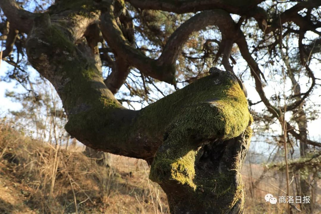 蜿蜒如游龙飞天狂风吹不倒,霜雪压不断杨家岭的塬上,矗立千年一棵松树