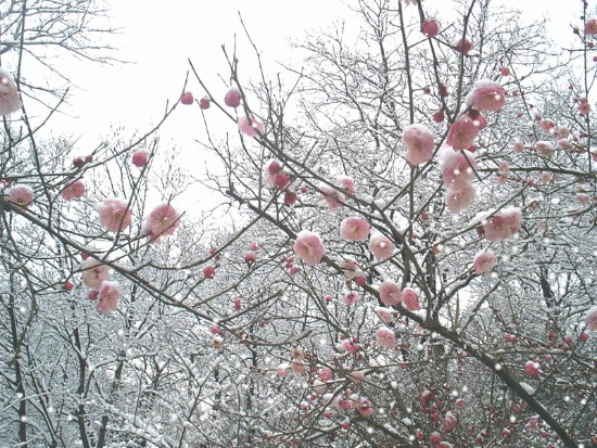 半枝梅开待春来