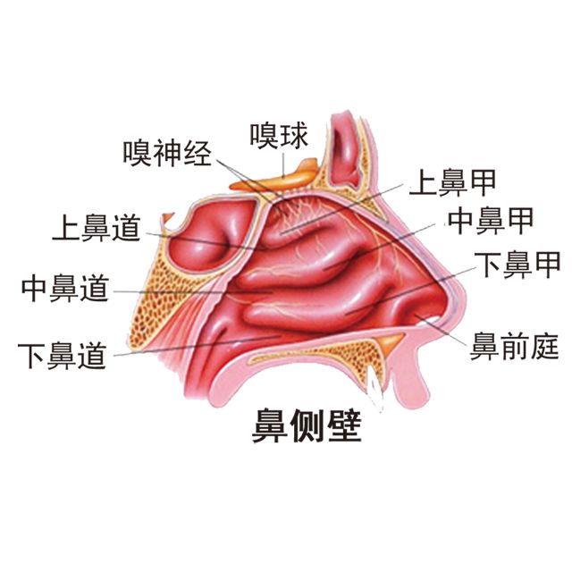 鼻甲肥大还不治疗小心失去嗅觉