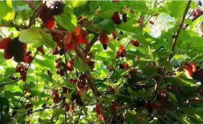 桑叶鸡变成金凤凰沈丘县返乡创业之星王素英