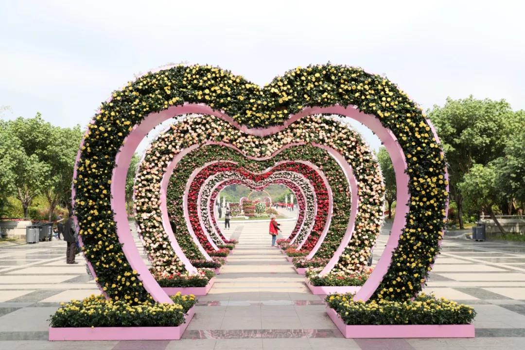 深圳向日葵花海月季花展免费开放