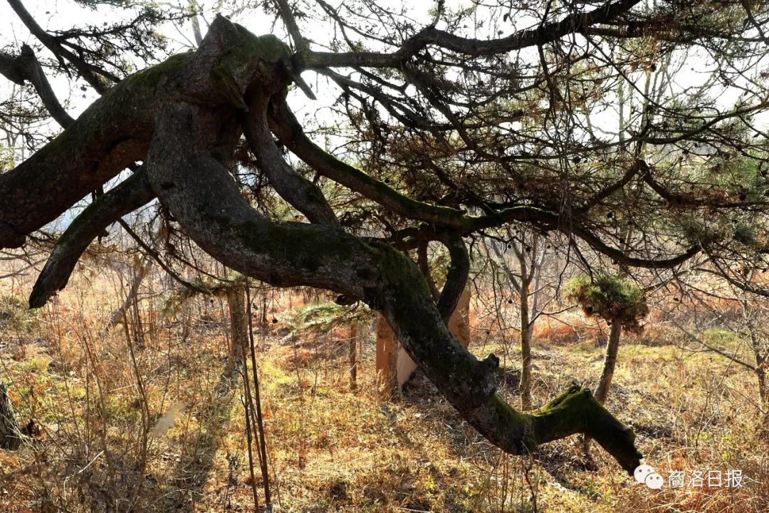 影像商洛||在商洛这个地方有一棵"龙松"_河洛