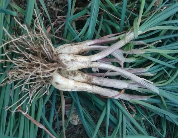 李清明藠头记被选入散文海外版2019精品集