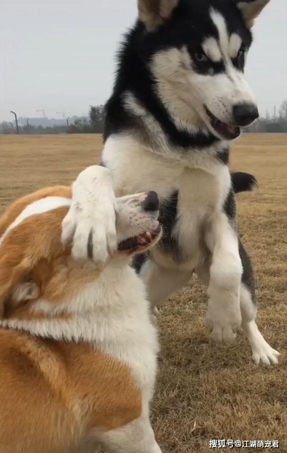 原创哈士奇各种干架集锦二哈的狗生难求一胜牙都掉腿也折了