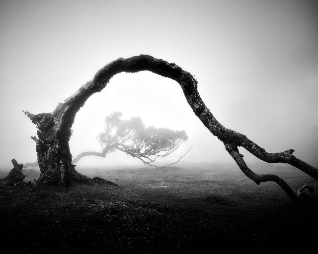 柏林摄影师用黑白照片记录马德拉群岛充满神秘气息的月桂古树