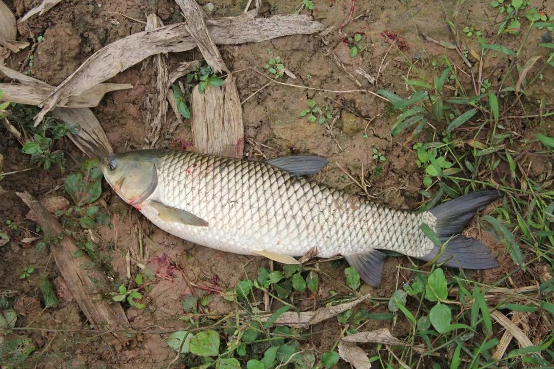 原创只要窝子打得对路子连蚯蚓都能钓上来草鱼一