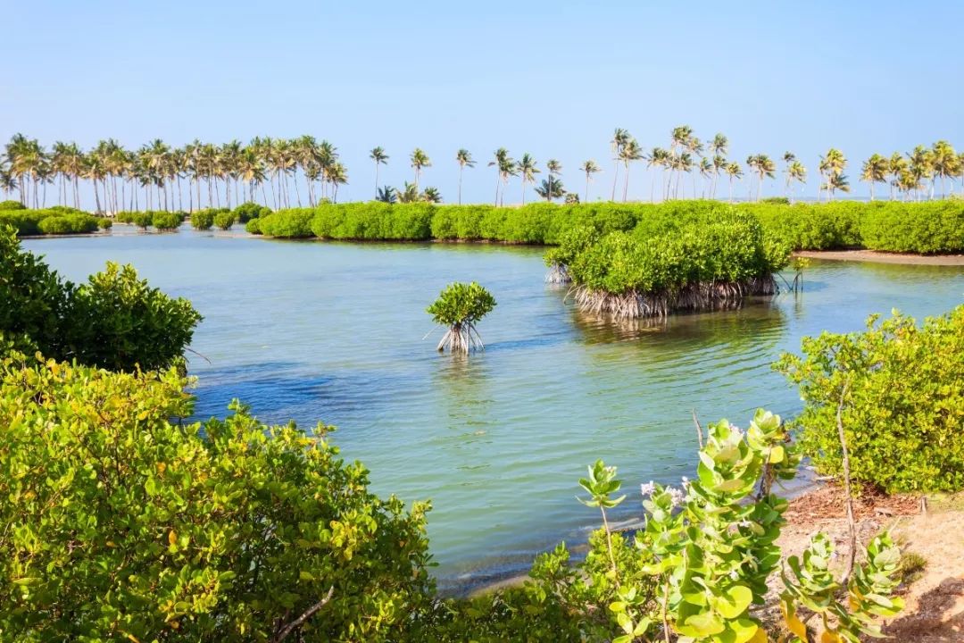 节后错峰去斯里兰卡返璞归真邂逅最美海上小火车和天上宫阙