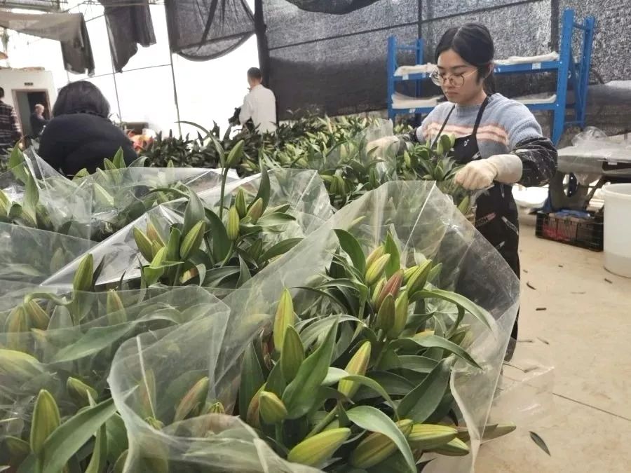 村里的花卉在博罗本地市场占据较大比例,主要出产百合花和剑兰两个