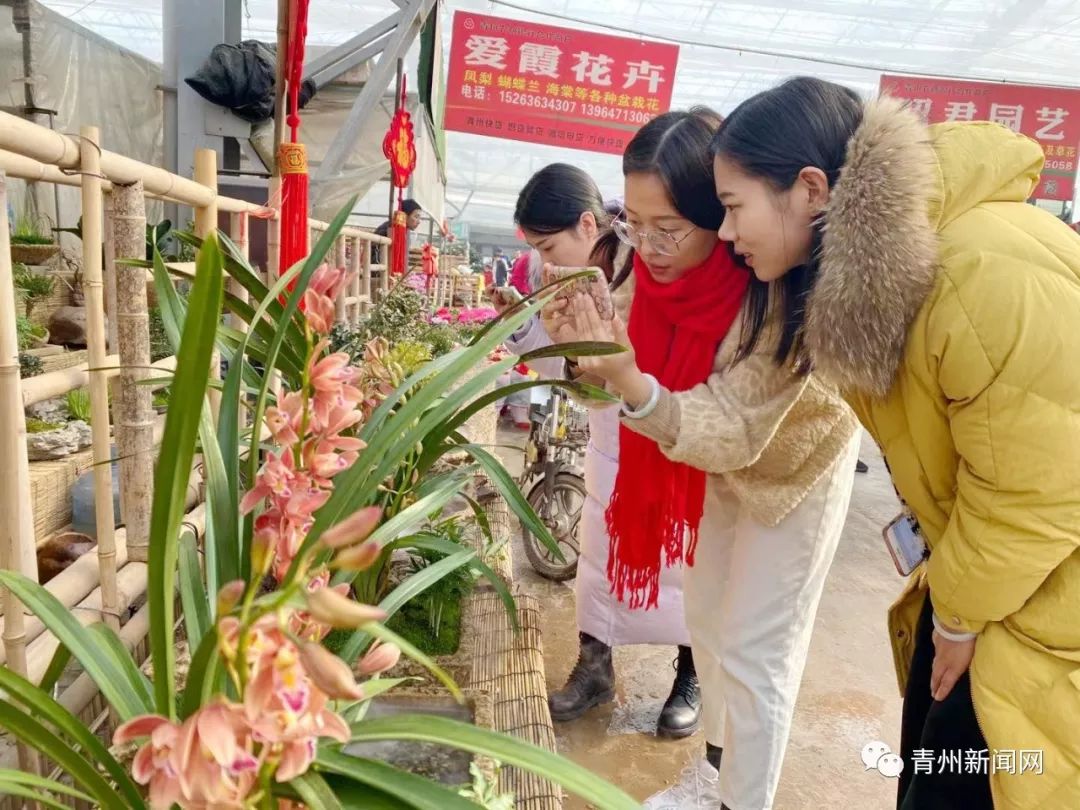 青州13個鎮,街,開發區過年趕大集時間表.