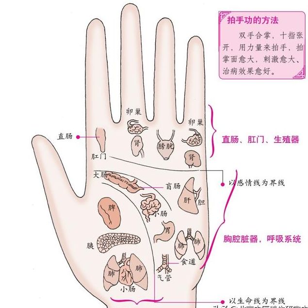 手與人體臟腑的對應位置及身體按摩方向