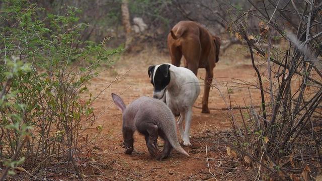 原創小梗犬特喜歡照顧嬰兒土豚,以至於讓沒媽的土豚寶寶認為它也是狗