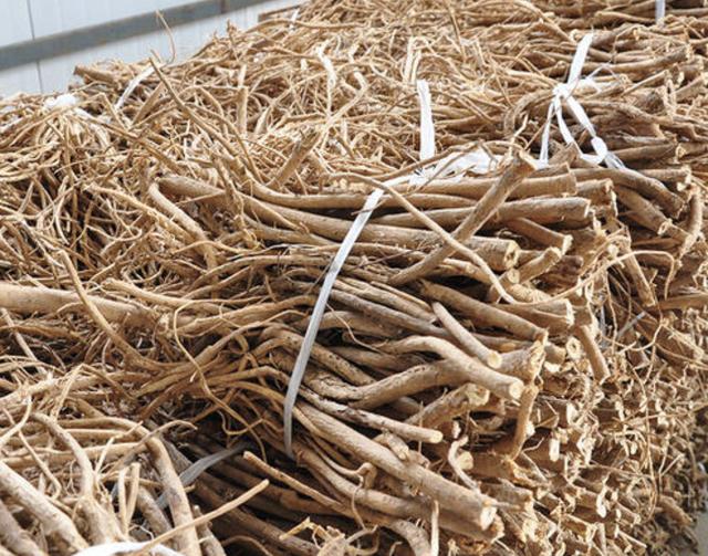 1种野生黄芪根茎珍贵以往被大量采挖如今少见请爱惜