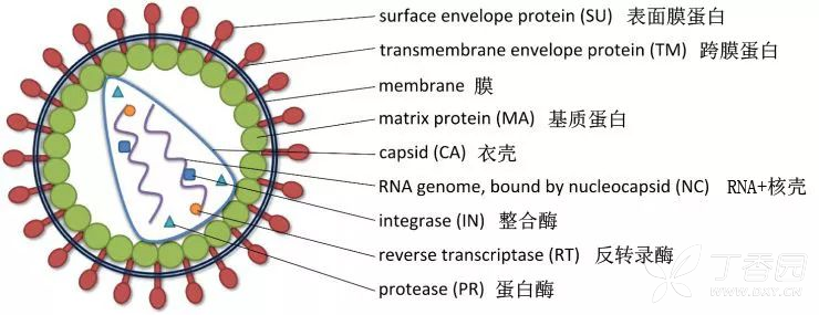 涨知识你想要知道的关于慢病毒的知识