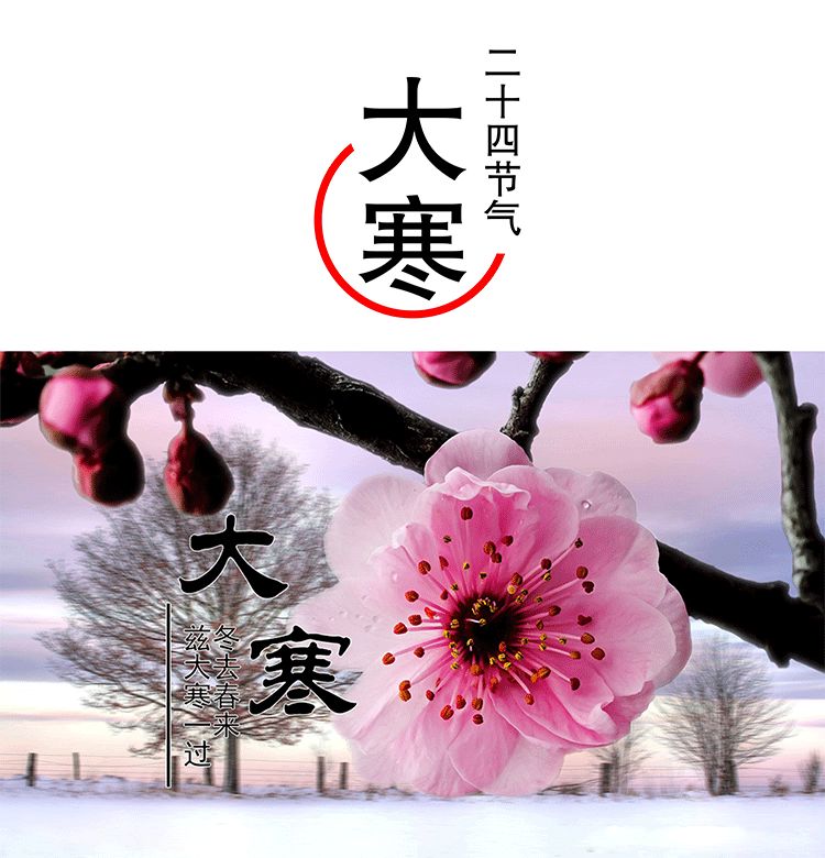 【兹大寒一过,冬去春来】_白梅花