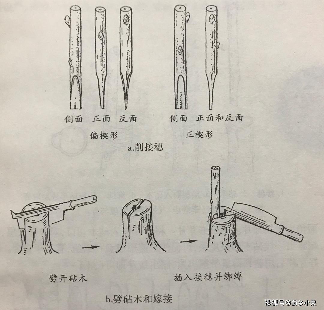 嫁接繁殖保持优良品种特性猕猴桃苗的嫁接四步骤高成活率方法