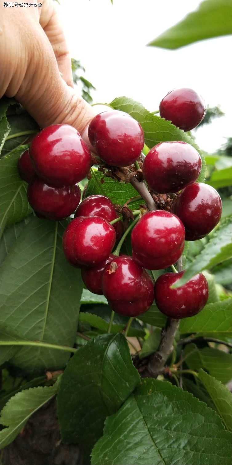 风味浓郁,特别甜,尤其是果个超大,几乎是目前世界各国主栽樱桃新品种