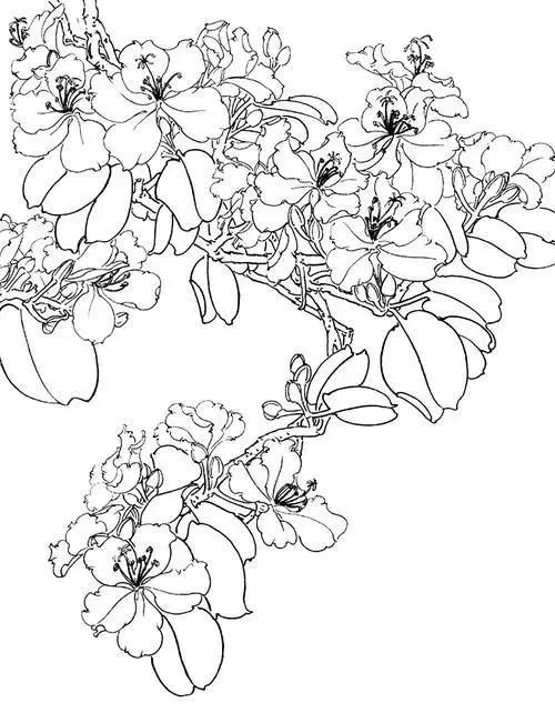 紫荆花树手绘图图片