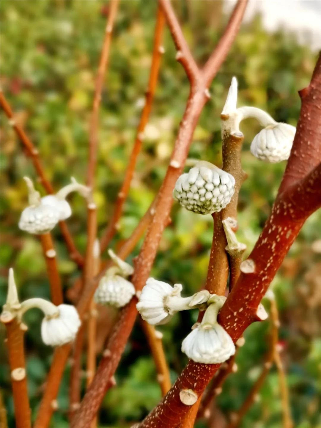 赏花果行290一年一度又到结香花开时