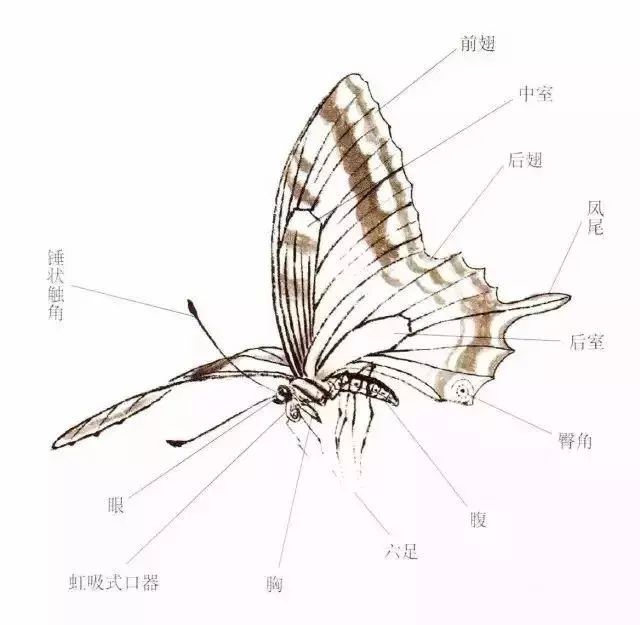 一百种蝴蝶画法图片