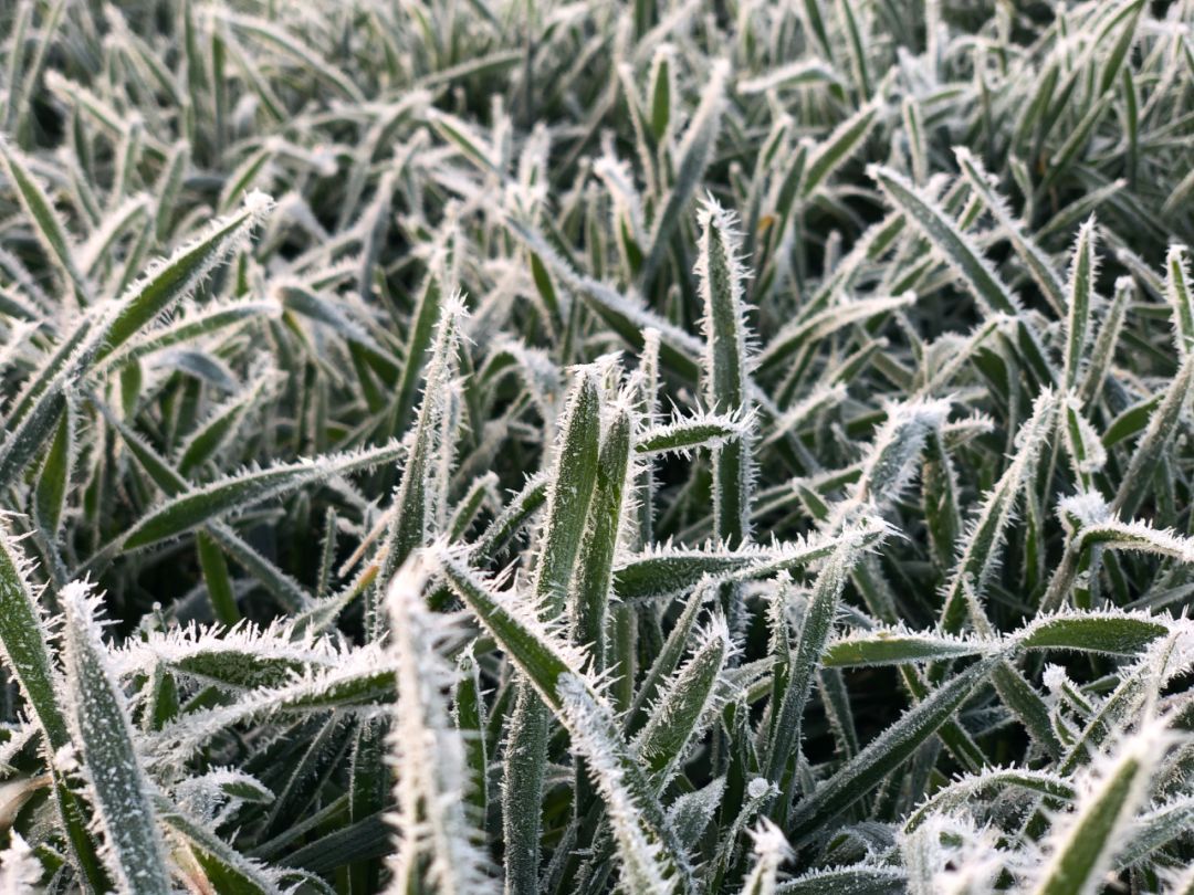 大寒代表植物图片