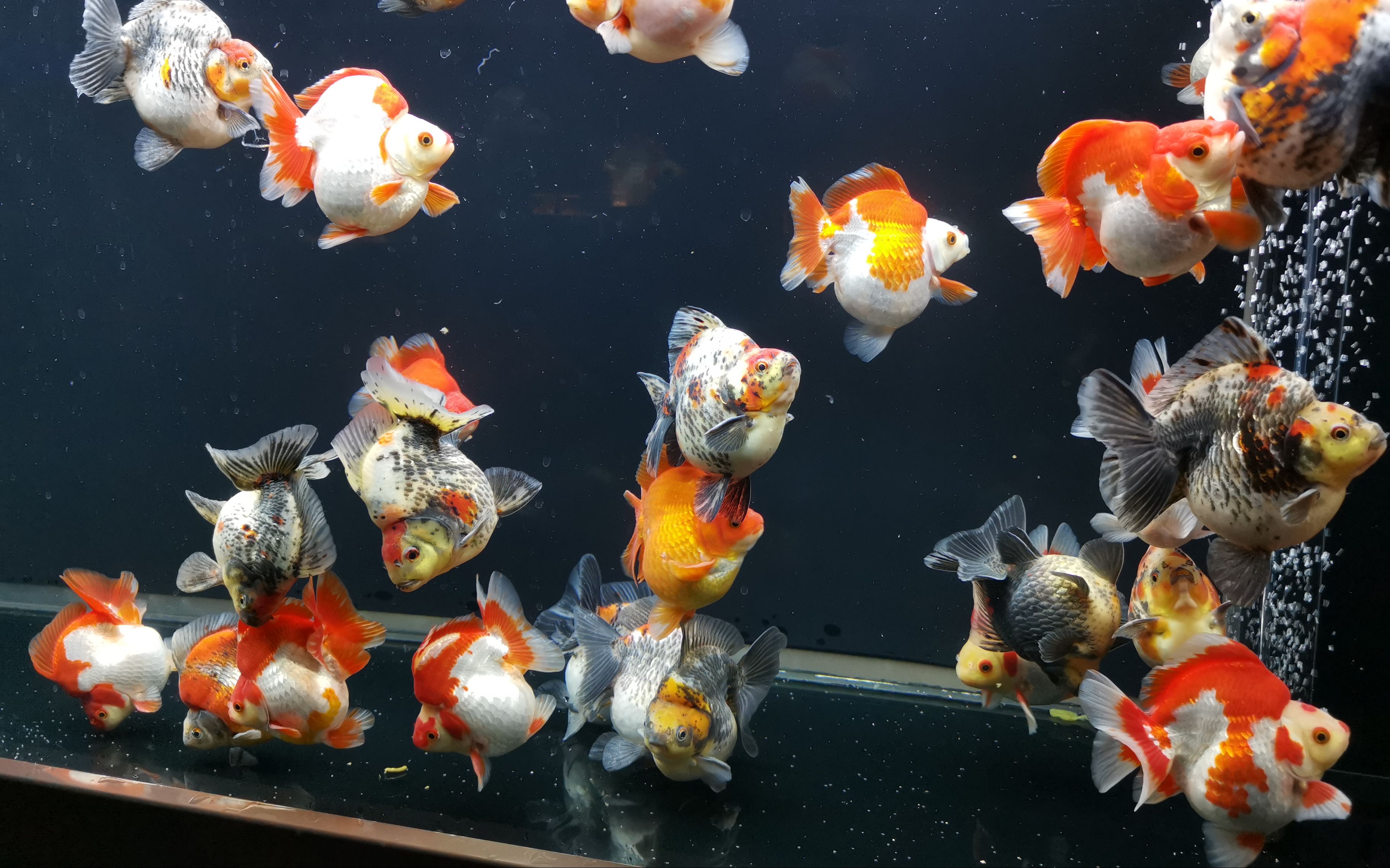 金鱼展在中国园林博物馆开幕全国32个品种的金鱼参展 养殖