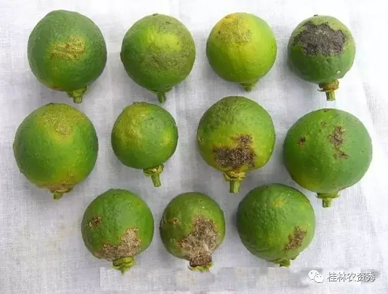 硼肥没少用还是落花坐不住究竟怎么补硼才高效