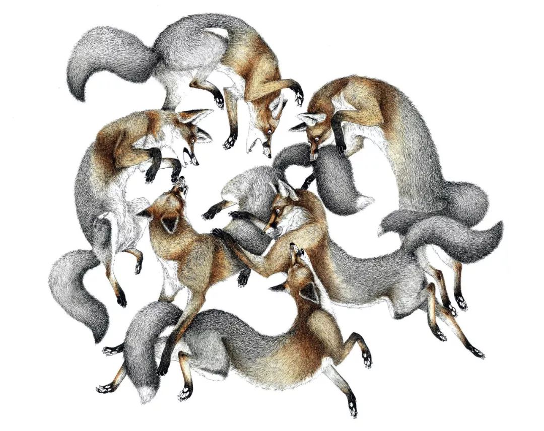 法裔新西兰插画师cielle graham:兽性与野性_longfin