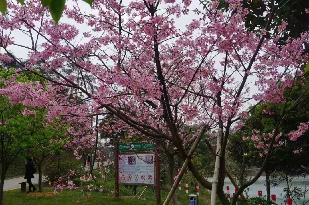 一见倾心圭峰山这片樱花林太让人心动了