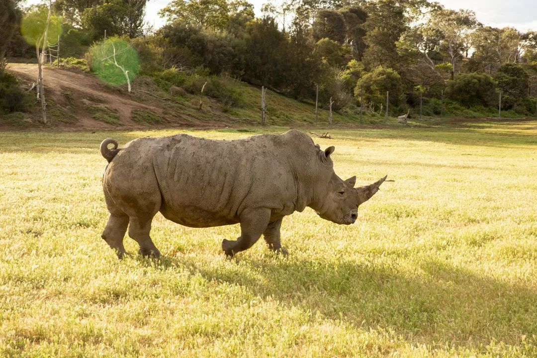 日落巡游之旅带你走进非洲大草原