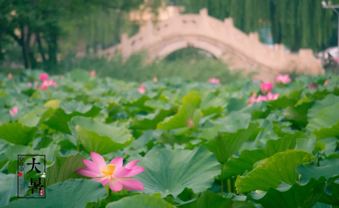 我在清华园等你,自立春始,至大寒不息_荷塘