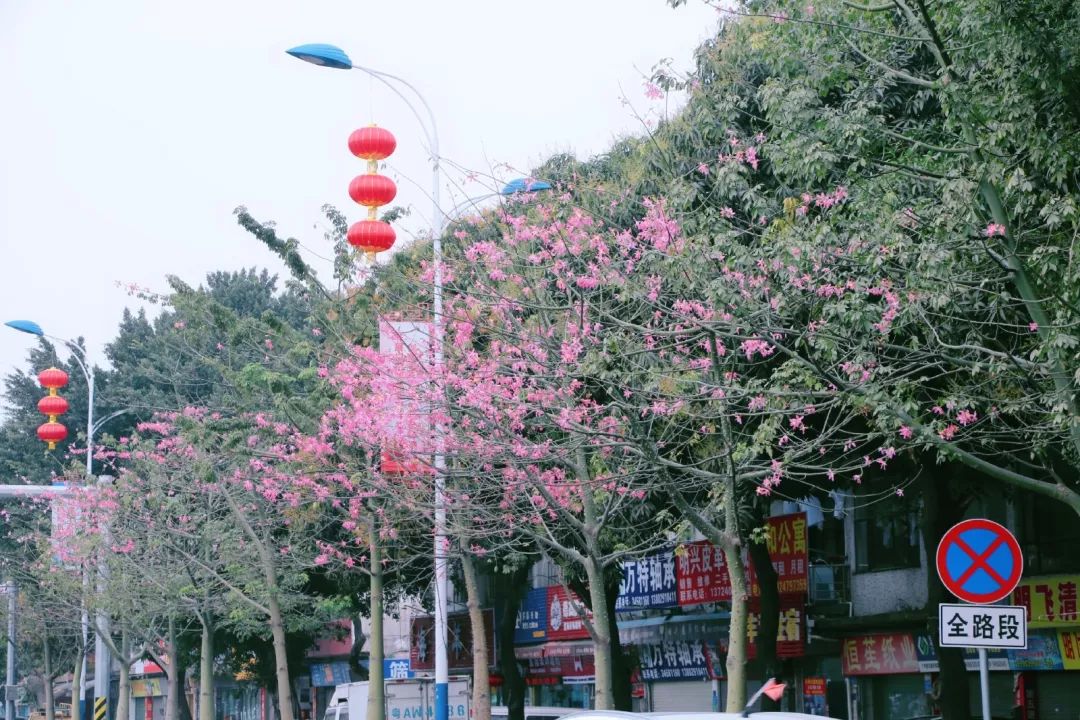 大红灯笼高高挂春节氛围浓了扮靓大龙街过年啦