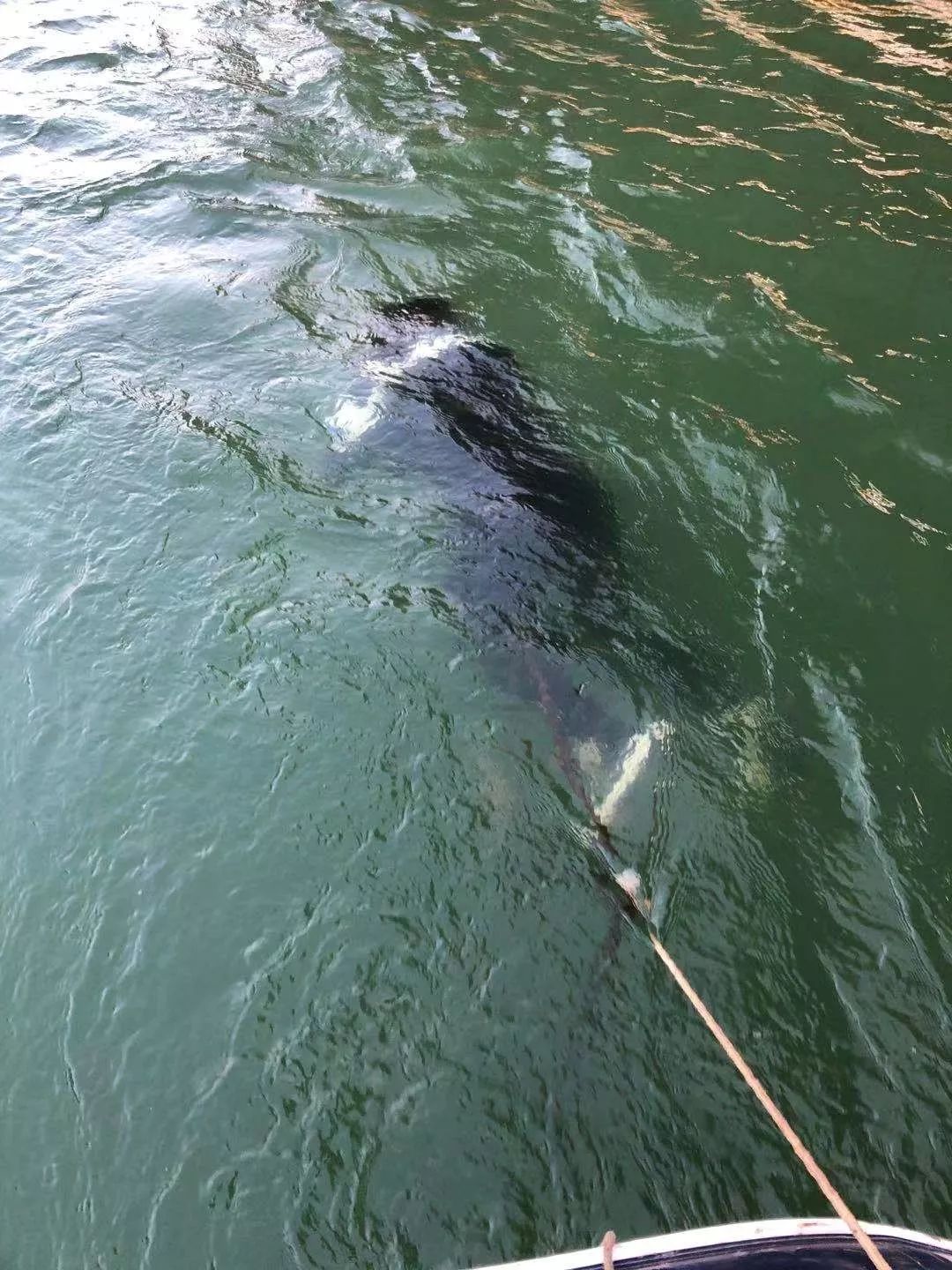 水下声呐成像探测死尸图片