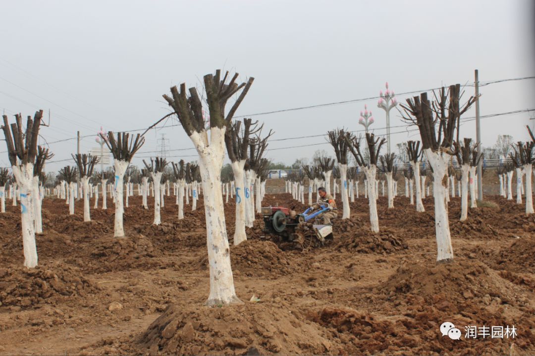 正在开挖的苗木生产基地蓄水池同时,强化与绿化工程项目以及外界苗圃