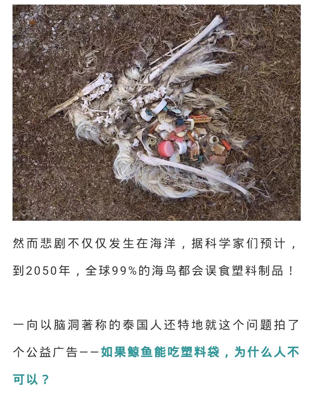 重磅消息部分地区领域将禁止限制塑料制品的生产销售和使用