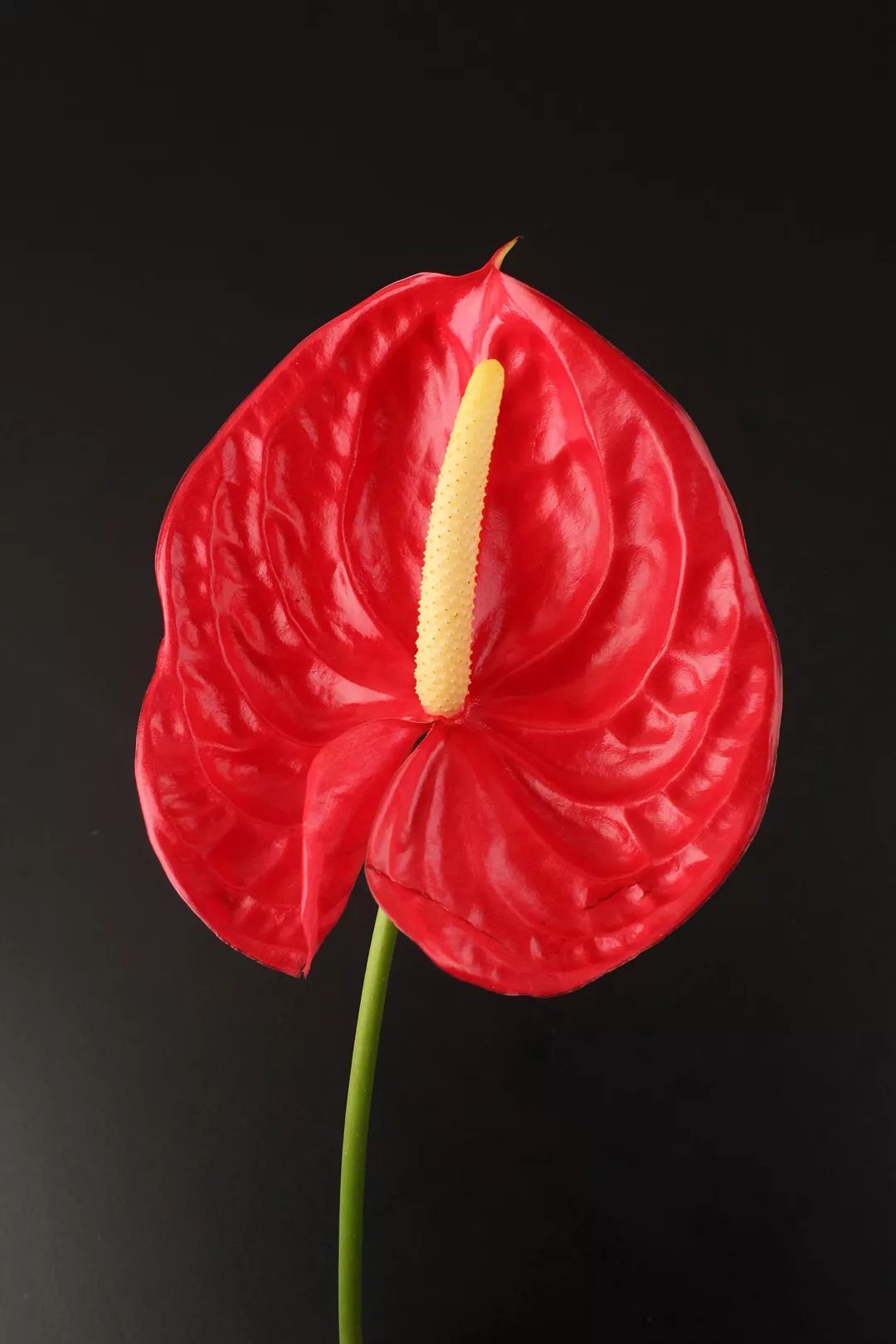 2020年养盆转运花开花就是好兆头红红火火旺一年