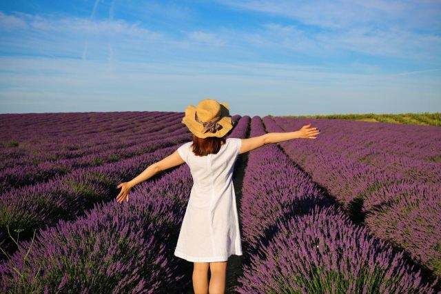 这里生活的人基本上都是薰衣草世家,世世代代种植薰衣草,他们的生活