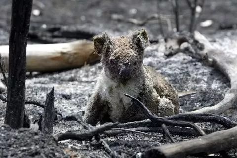 澳大利亚动物有多可怕图片