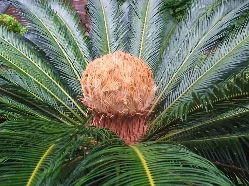 欣賞千年鐵樹開花太罕見了見者有福