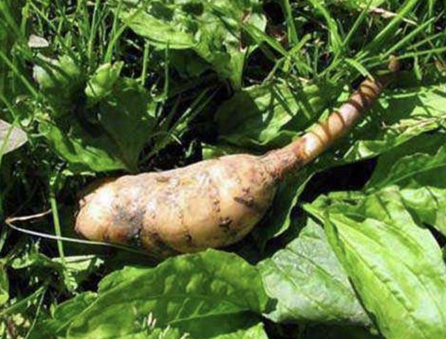 的林子里生长,在灌丛及草坡也是也有的,植株需要和一些紫萁小菇共生