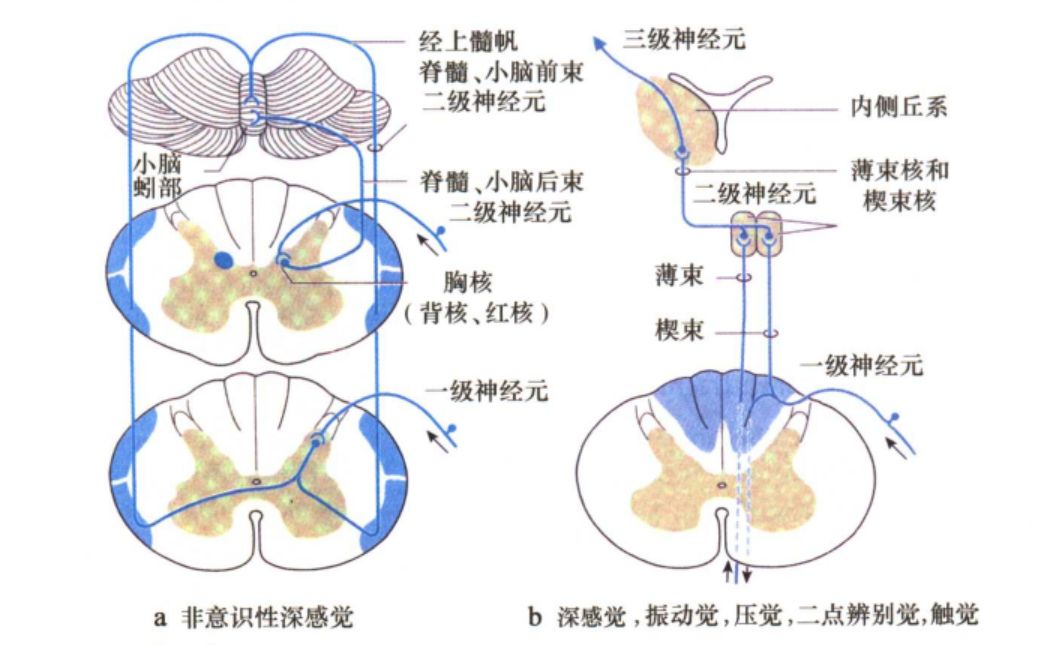 【手脑感知系列】感觉系统解剖基础和临床定位