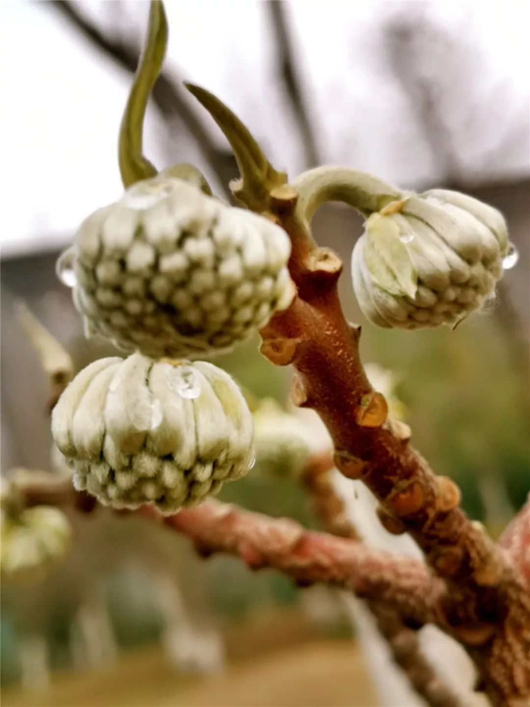 赏花果行290一年一度又到结香花开时