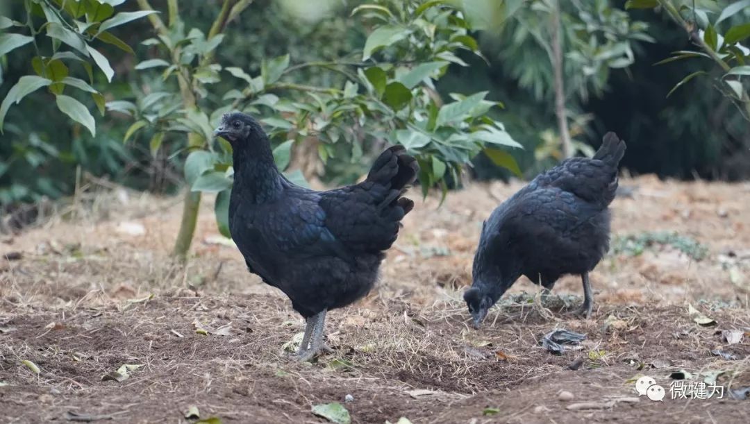 过年买正宗乌骨鸡