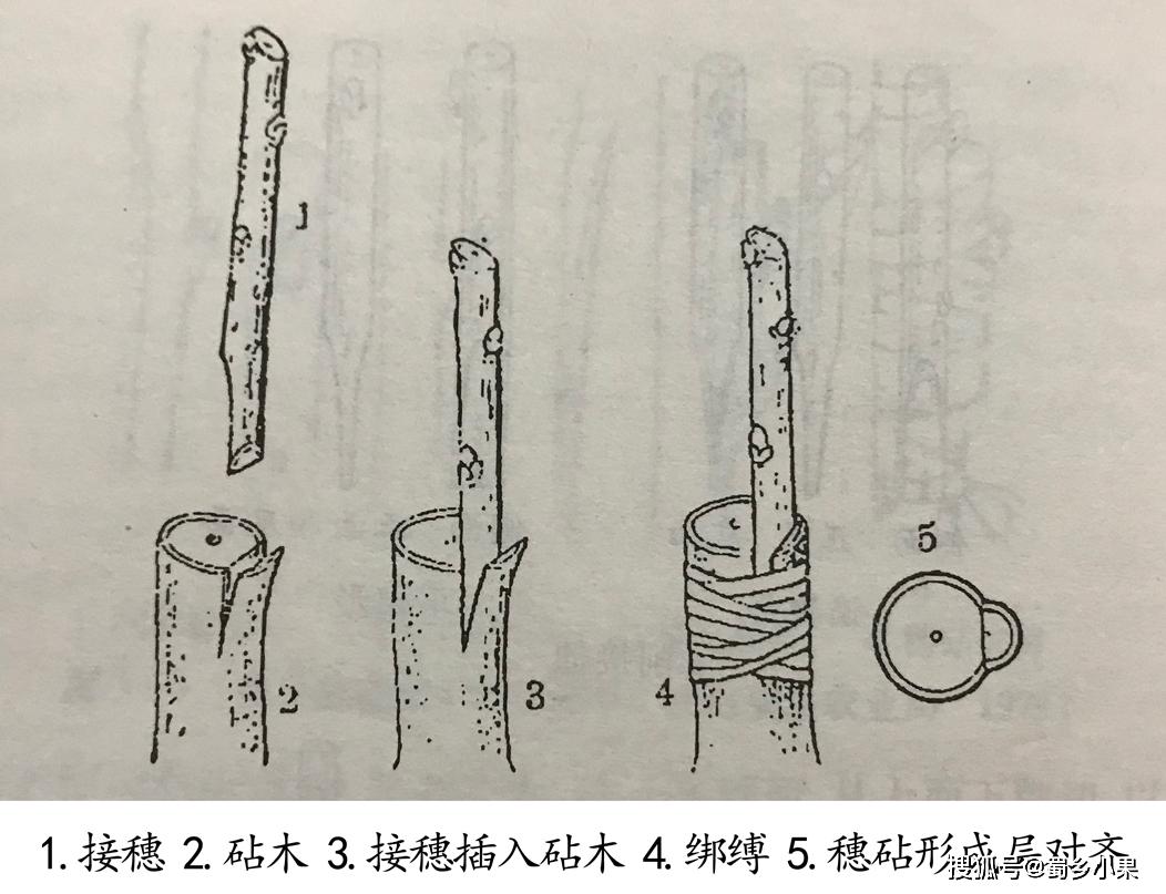 嫁接繁殖保持优良品种特性猕猴桃苗的嫁接四步骤高成活率方法