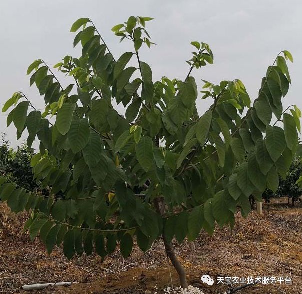 释迦是热带和南亚热带地区广泛种植的果树,也是世界五大热带名果之一